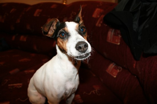 Poppet Waine